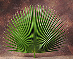 Palm Decoration for Palm Sunday